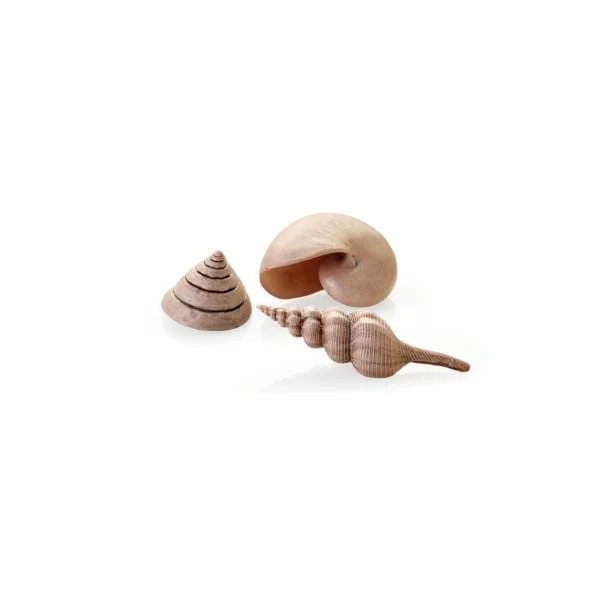 biOrb Coquillages naturels