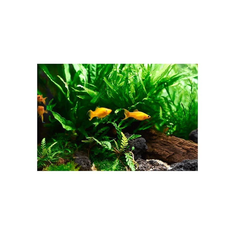 OASE PlantGrow engrais ferreux 500 ml – fertilisant pour plantes d’aquarium