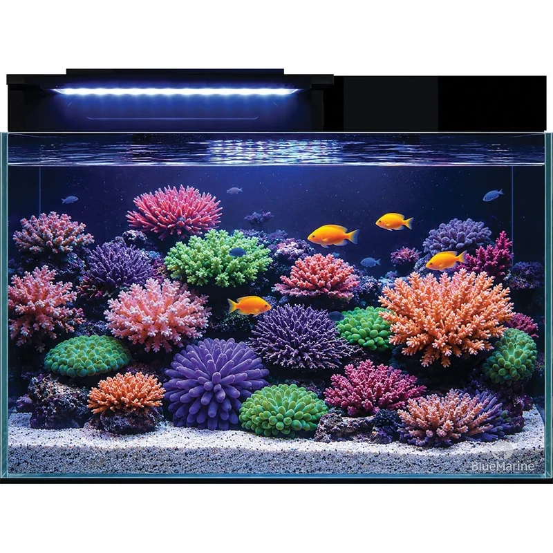 Blue Marine Reef Coral Garden 55