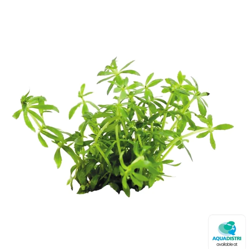 Easy Grow 66 Limnophila Vietnam Mini