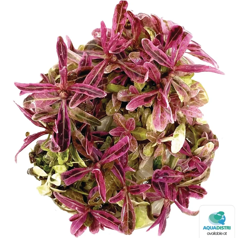 Easy Grow 50 Hygrophila Lancea Chai