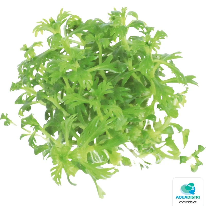 Easy Grow 49 Hottonia Palustris