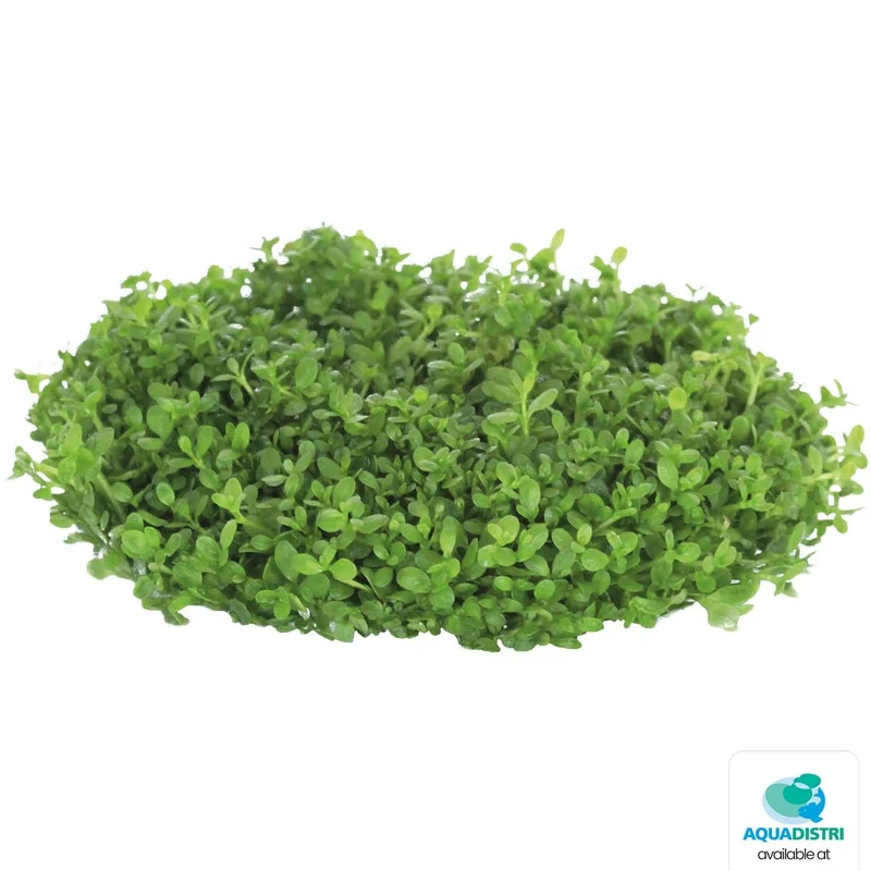 Easy Grow 45 Hemianthus Callitrichoides