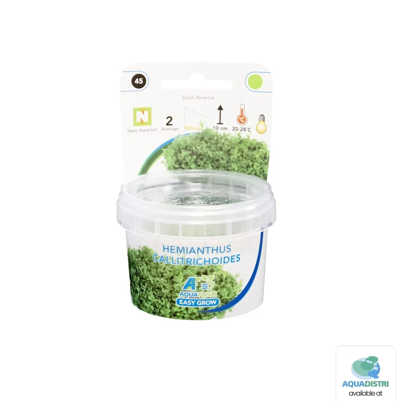 Easy Grow 45 Hemianthus Callitrichoides