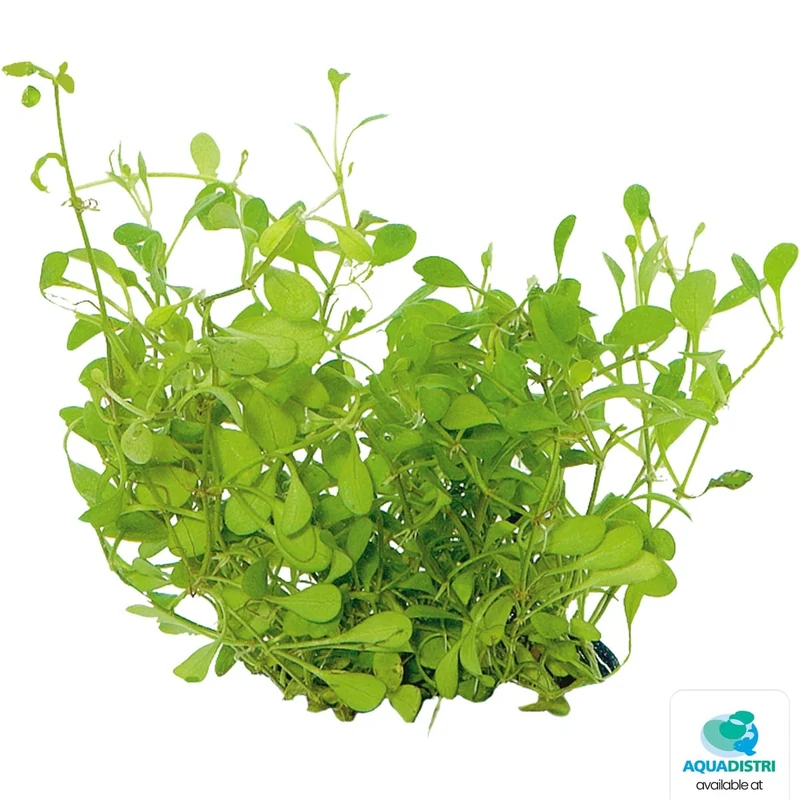 Easy Grow 43 Glossostigma Elatinoides