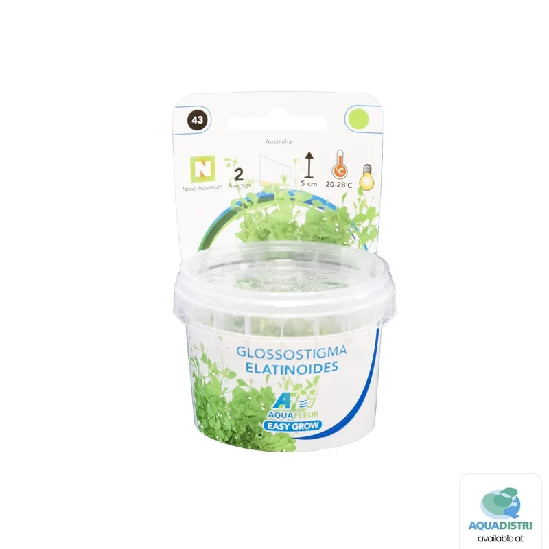 Easy Grow 43 Glossostigma Elatinoides