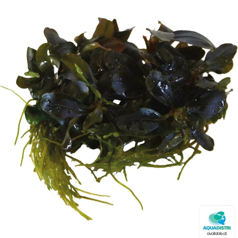 Easy Grow 18 Cryptocoryne Spiralis Tiger