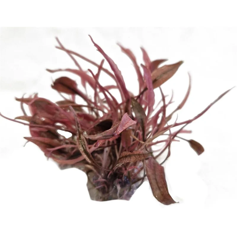 Easy Grow 16 Cryptocoryne Flamingo