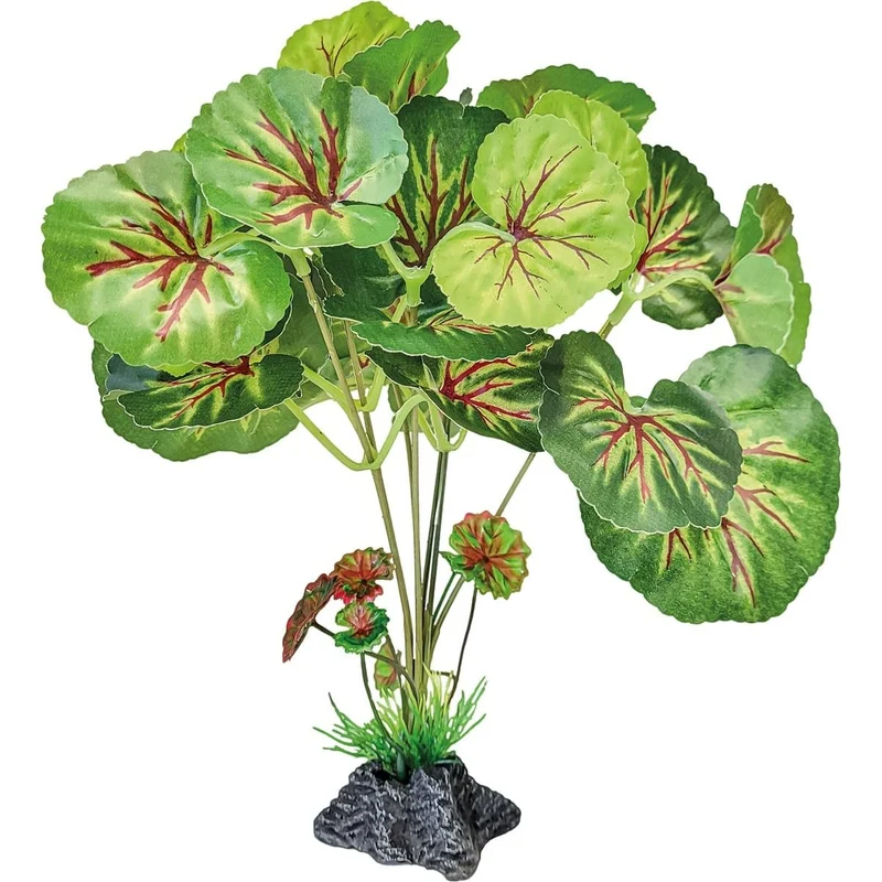 Repto Plant Feuilles Rondes Debout
