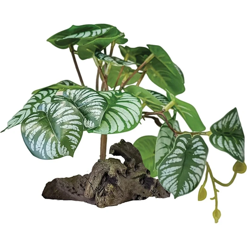 Repto Plant Sur Déco Bégonia