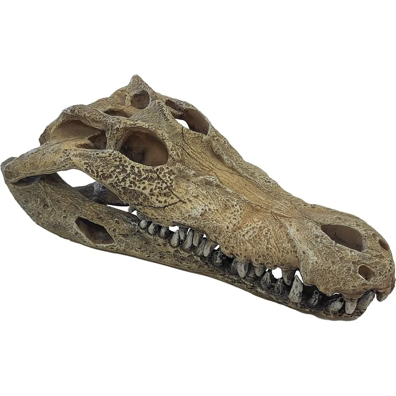 Repto Déco Crocodile L