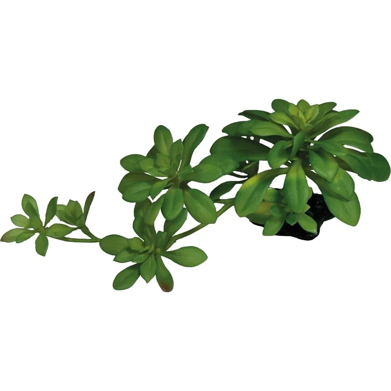 Repto Plant Succulente Verte XL