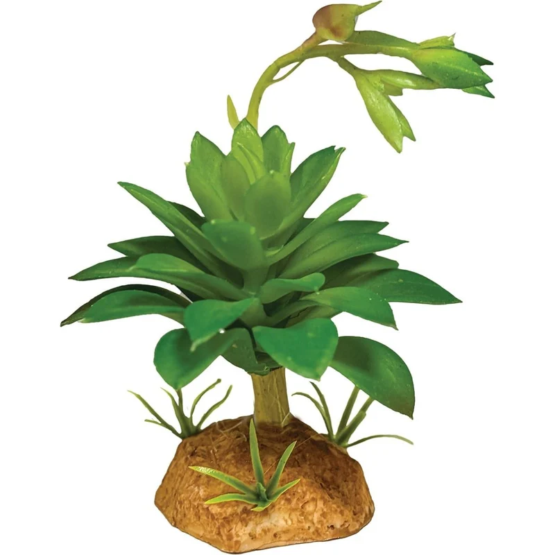 Repto Plant Succulente Verte