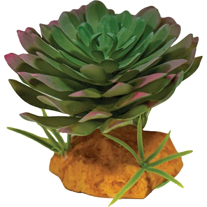 Repto Plant Echeveria