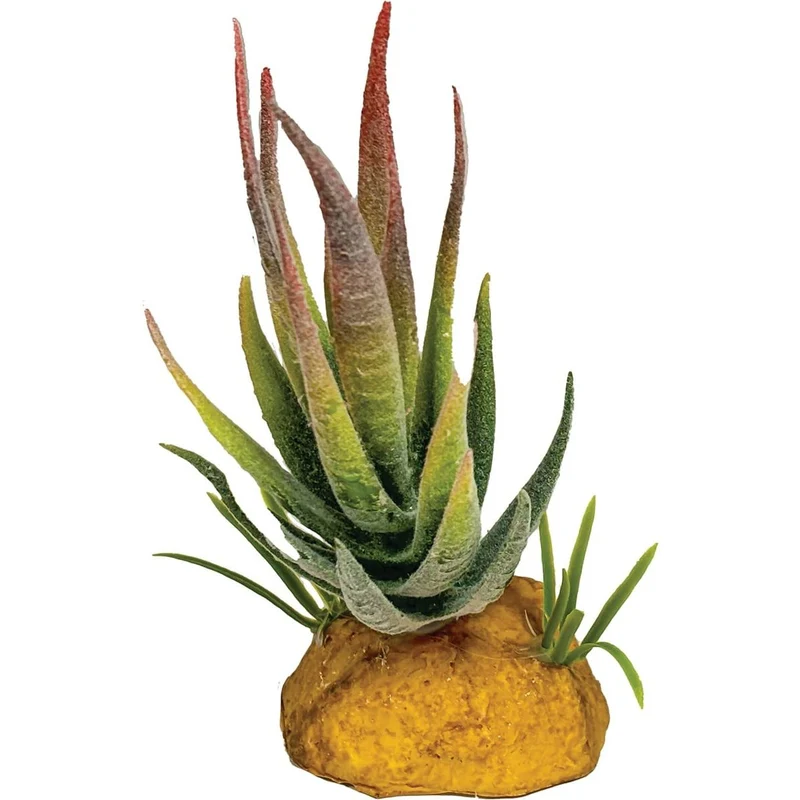 Repto Plant Aloe Pointe Rouge