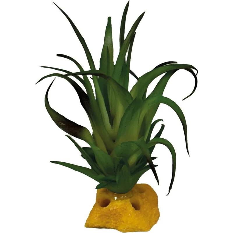 Repto Plant Tillandsia