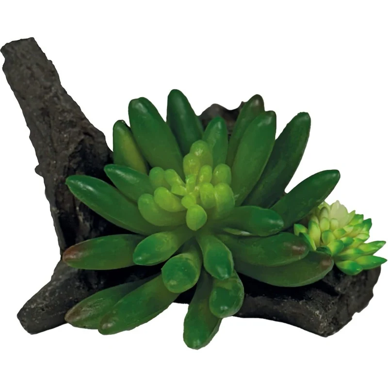 Repto Plant Succulente Sur Déco