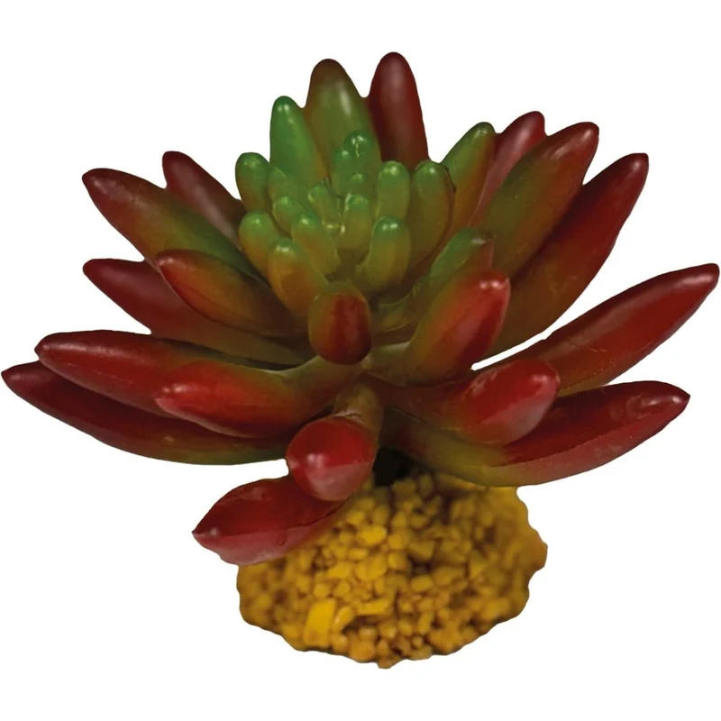 Repto Plant Succulente Rouge
