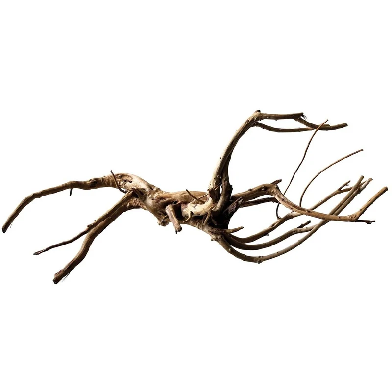 Black Spiderwood L