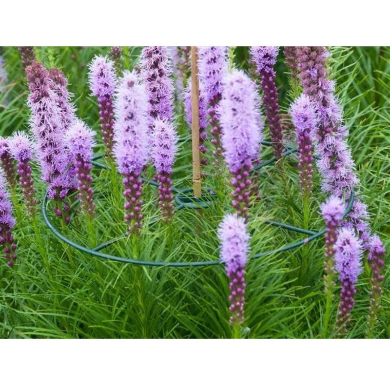 Anneau de soutien vert à planter pour plantes à massifs - Ø30 cm - 3 x