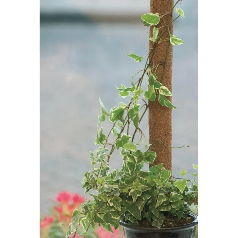 Tuteur en fibres de coco, FSC® - H120 cm x Ø42 mm