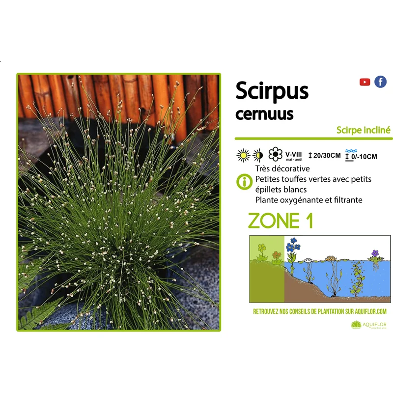 Scirpus Cernuus - Scripe incliné - Plante de berge - Par 3 pièces