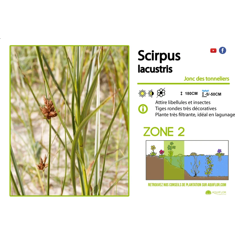 Scirpus Lacustris - Jonc des chaisiers - Plante de berge - Par 3 pièces
