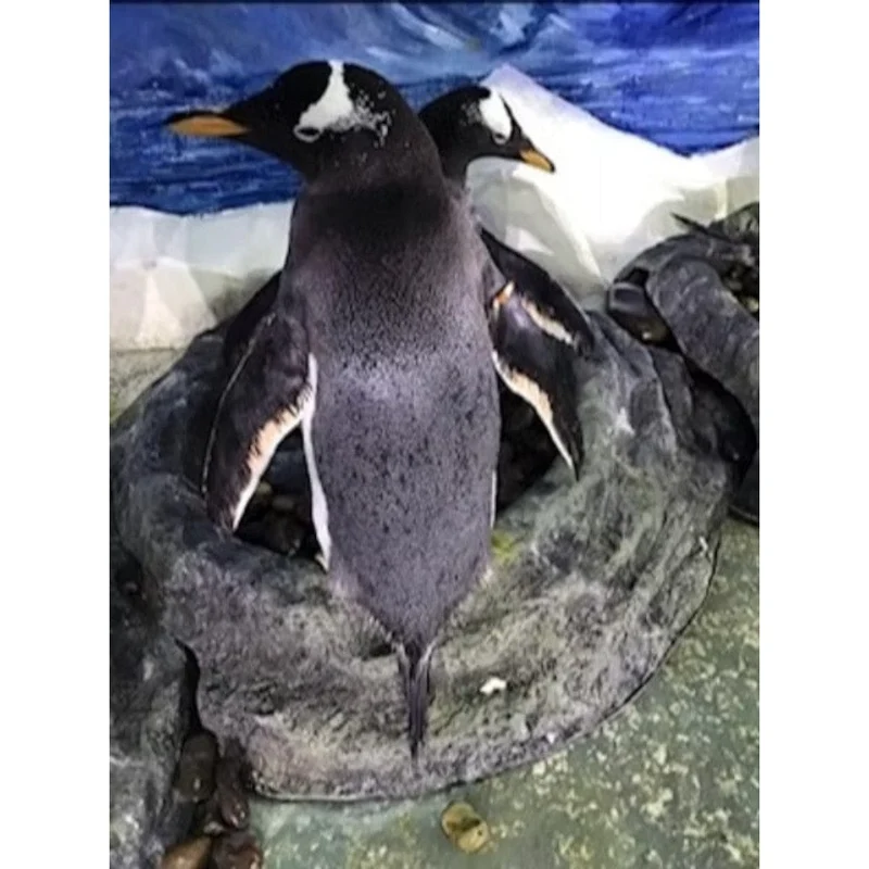 Anneau de nidification pour manchots en rocher artificiel - Parfait pour les zoos & parcs