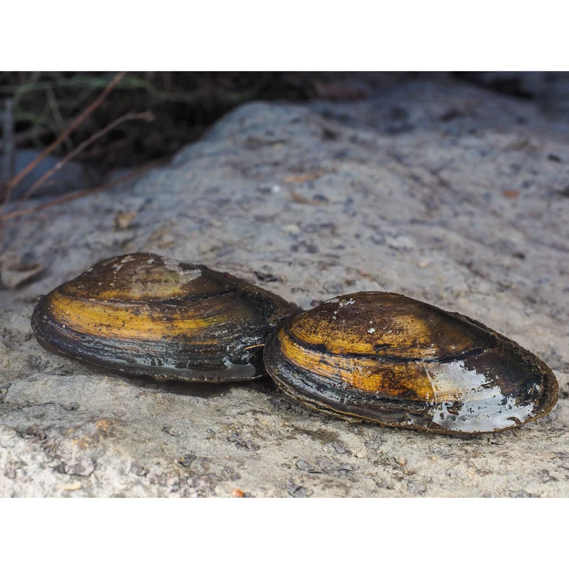Moule Filtreuse - Moule Anodonte - Anodonte des rivières (Vijvermossel)