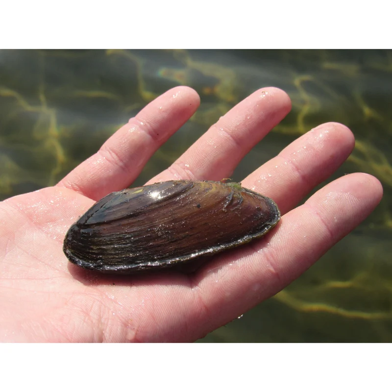 Moule Filtreuse - Moule Anodonte - Anodonte des rivières (Vijvermossel)