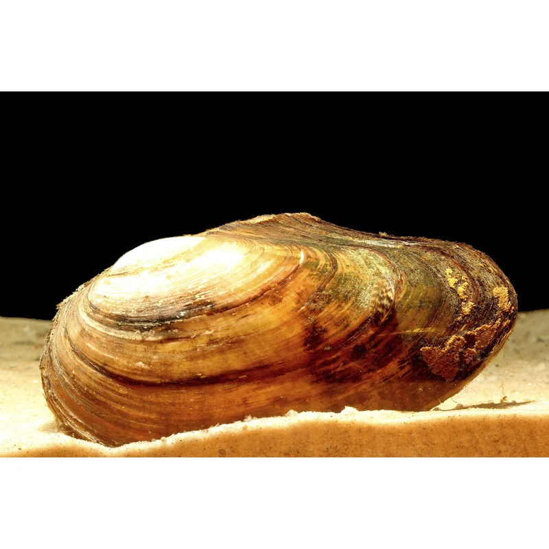 Moule Filtreuse - Moule Anodonte - Anodonte des rivières (Vijvermossel)