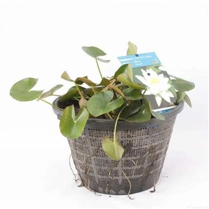 Nymphaea Blanc - Nénuphar Blanc - Grand pot XXL de 40CM prêt à être déposé !