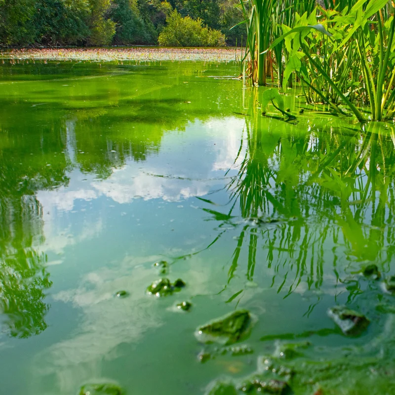 CyanoClear - 25 kg - Traitement professionnel contre les cyanobactéries des étangs et plans d'eau