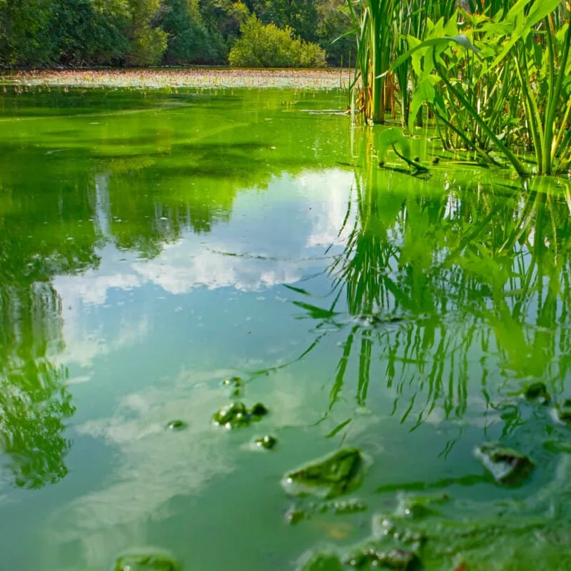 CyanoClear - 25 kg - Traitement professionnel contre les cyanobactéries des étangs et plans d'eau