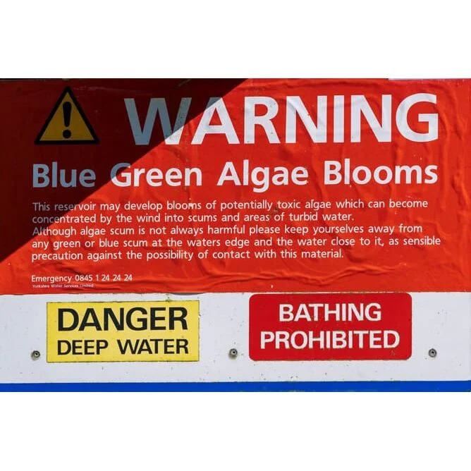 CyanoClear - 25 kg - Traitement professionnel contre les cyanobactéries des étangs et plans d'eau
