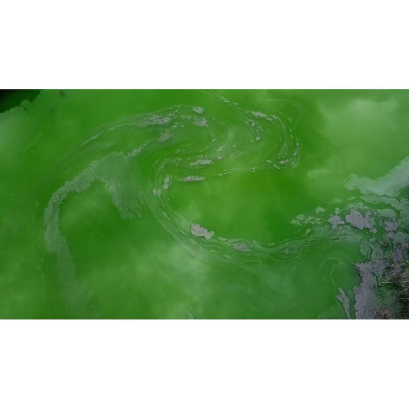 CyanoClear - 25 kg - Traitement professionnel contre les cyanobactéries des étangs et plans d'eau
