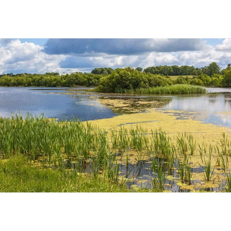 CyanoClear - 25 kg - Traitement professionnel contre les cyanobactéries des étangs et plans d'eau