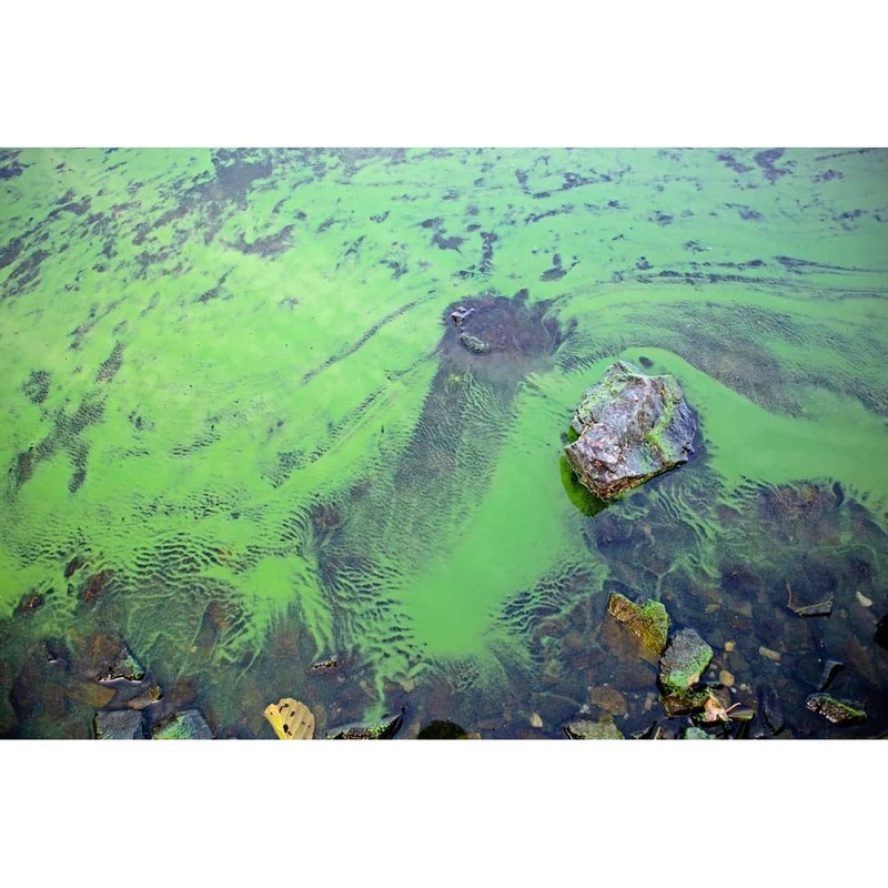 CyanoClear - 25 kg - Traitement professionnel contre les cyanobactéries des étangs et plans d'eau