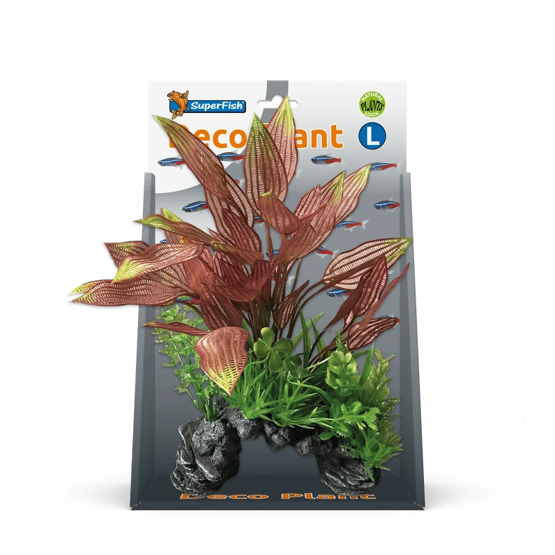 SF Deco Plante L Henkelianus