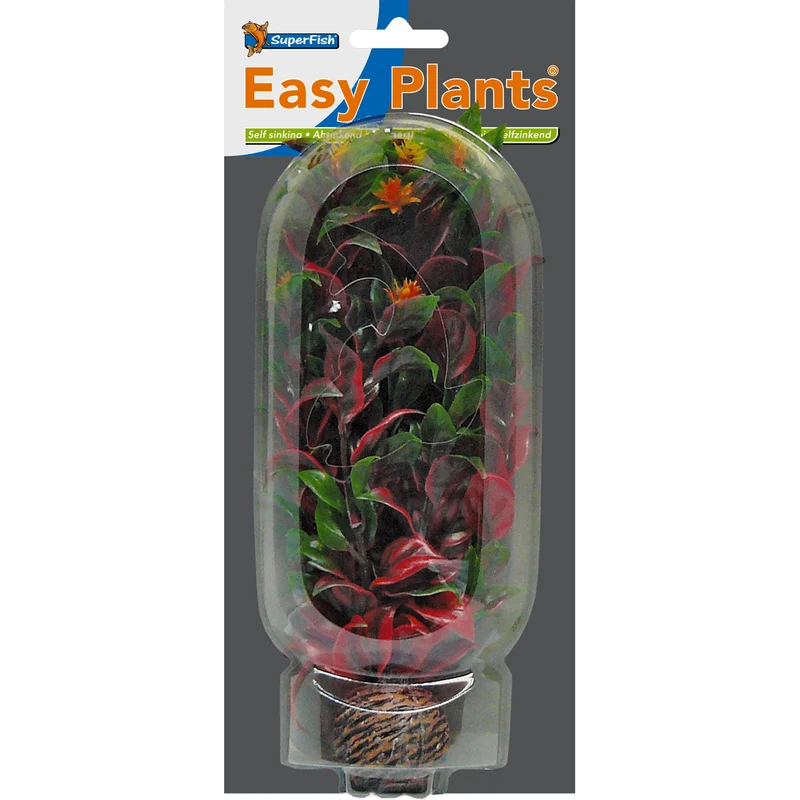 SF Easy Plante moyenne N°6 (20cm)