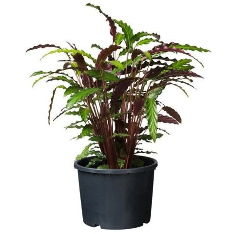 Ritzi - Conteneur fond plat avec trous de drainage pour arbuste - 25L - H29 x Ø39 cm