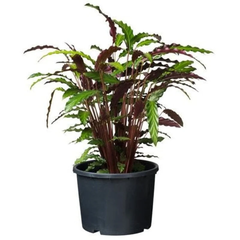 Ritzi - Conteneur fond plat avec trous de drainage pour arbuste - 15L - H26 x Ø32 cm