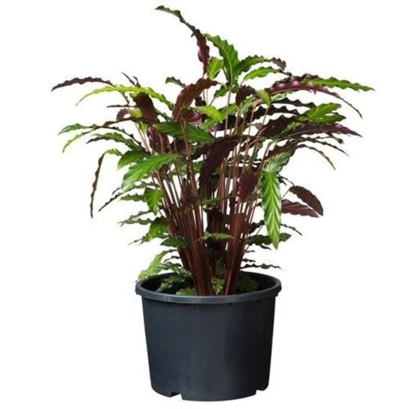 Ritzi - Conteneur fond plat avec trous de drainage pour arbuste - 12L - H24 x Ø30 cm