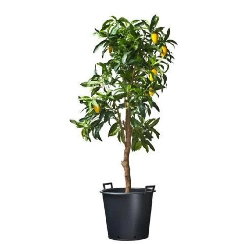 Ritzi - Conteneur fond plat avec trous de drainage et poignées pour arbre - 110L - H49 x Ø65 cm