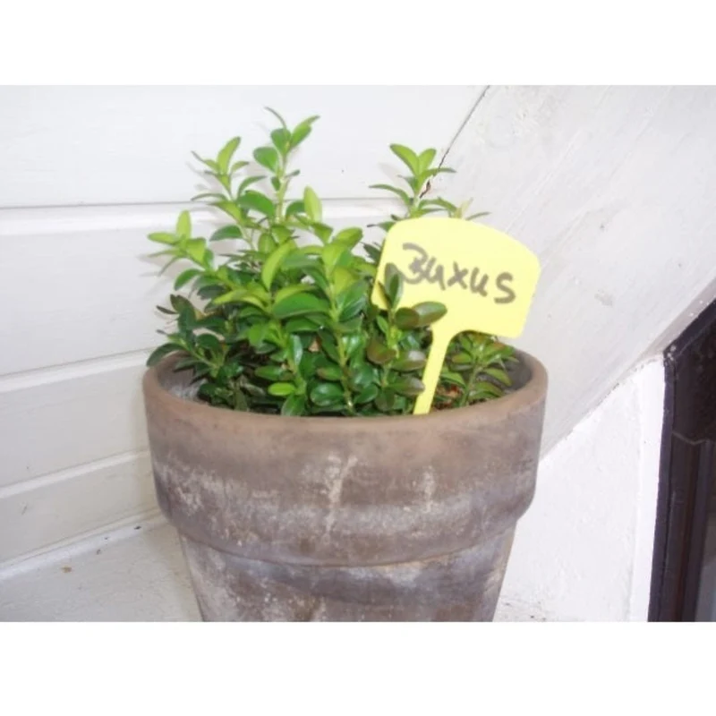 Etiquettes en T à planter en PVC - 12,5 cm - 10 x
