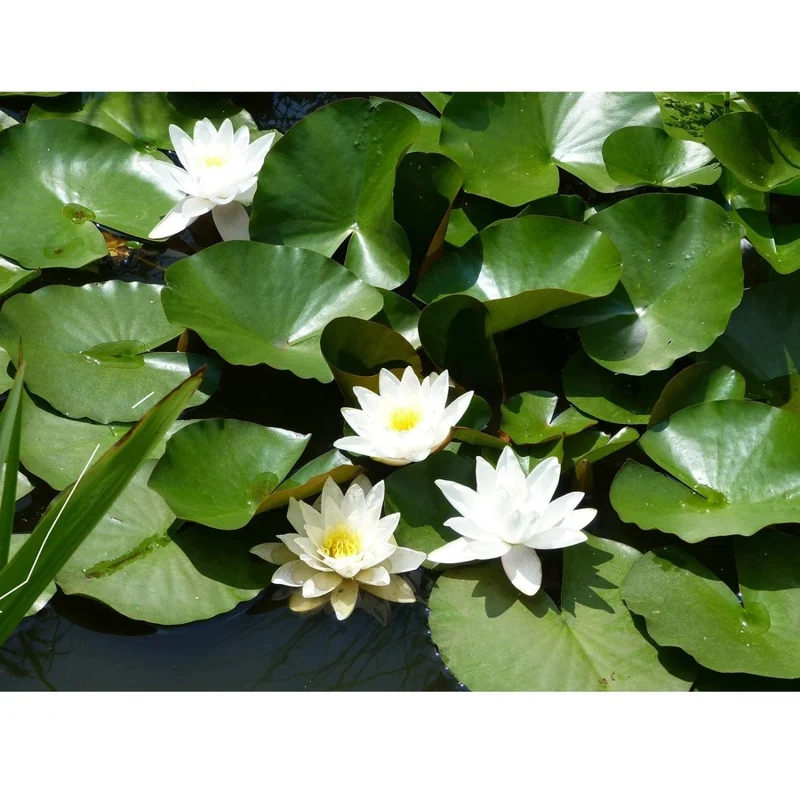 Nénuphar de décoration - coloris crème - Ø16 cm