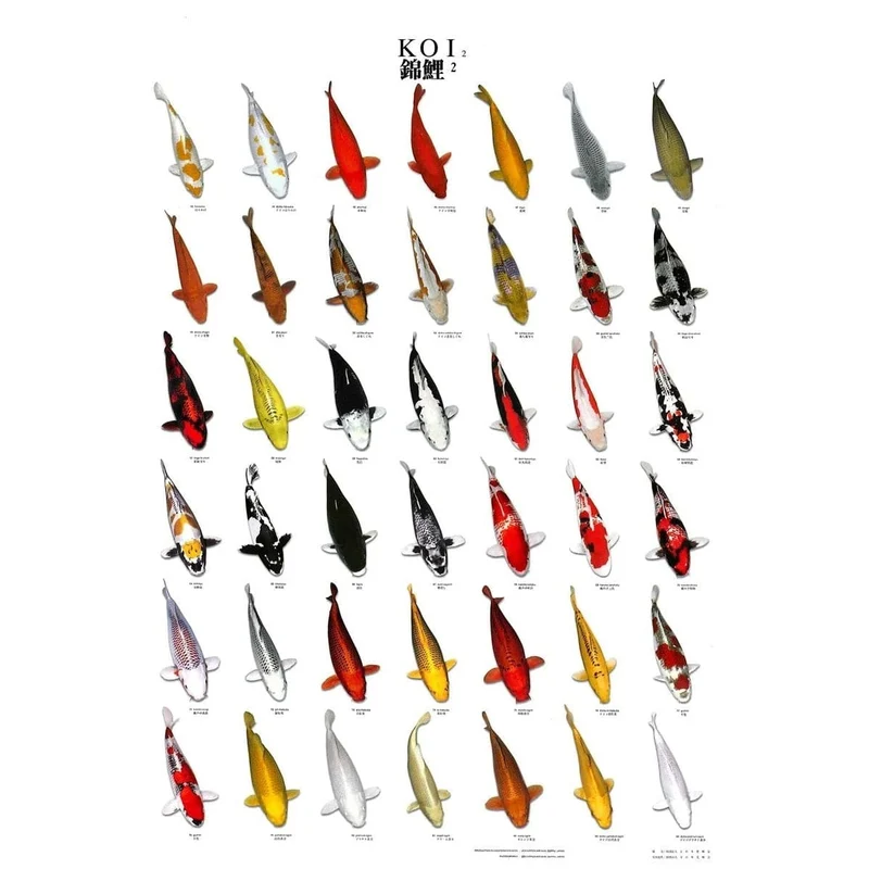 KOI POSTER NR 2 LAMINATED 60X98 CM
