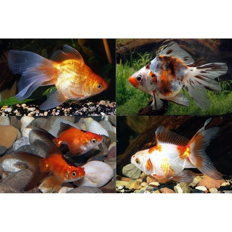 RYUKIN MIX 7-8 CM