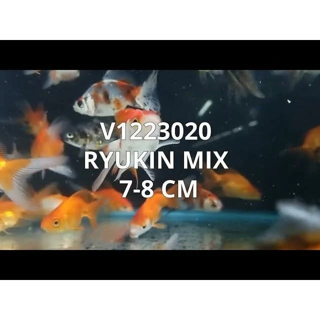 RYUKIN MIX 7-8 CM