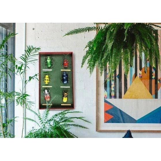 Tableau d’entomologiste Coléoptères - Insecte décoratif en métal recyclé